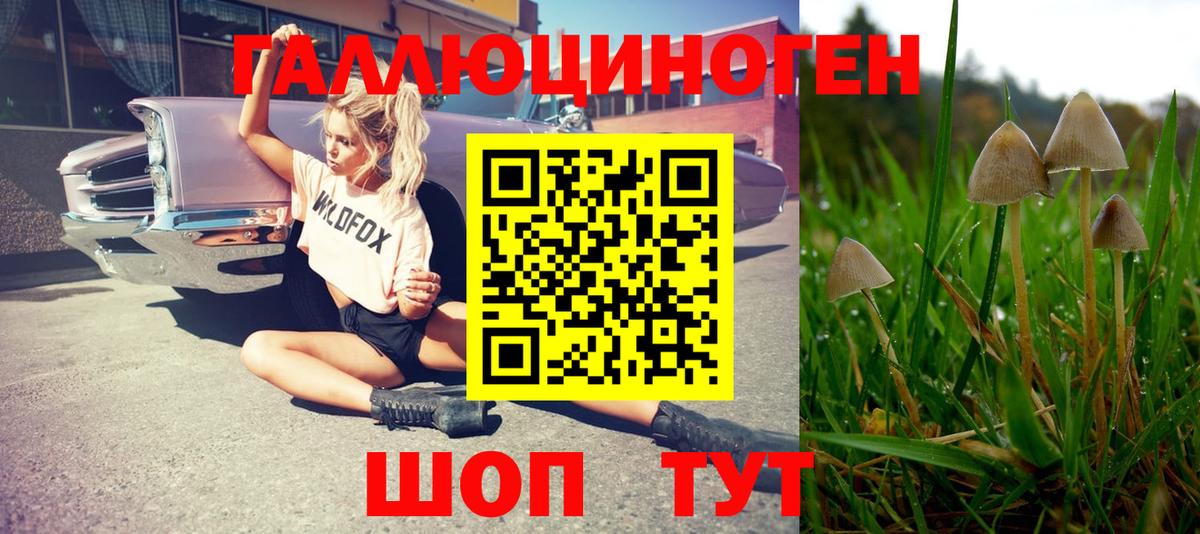 Сунжа  Псилоцибиновые грибы MAGIC MUSHROOMS  Псилоцибиновые грибы Psilocybe  Вход с VPN 